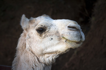 portrait de chameau