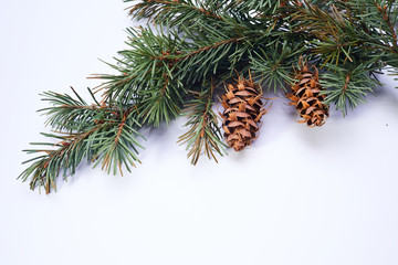 Christmas tree branches on the white background