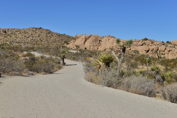 The Joshua Tree National Park in California
