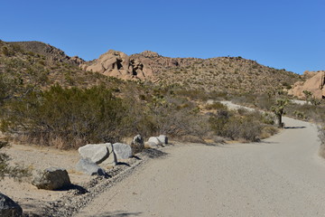 The Joshua Tree National Park in California
