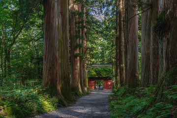 戸隠神社奥社の参道風景