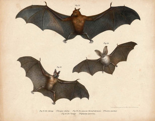 Old illustration of animals.