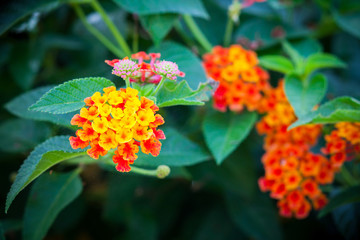 Beautiful small Lantana flower.
