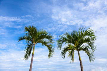 Fototapeta premium Palm tree beautiful sky background.