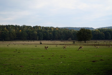Deers on a pasture or farm, film like, summer