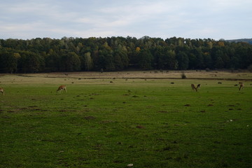 Deers on a pasture or farm, film like, summer