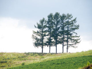 Obraz premium 草原の木