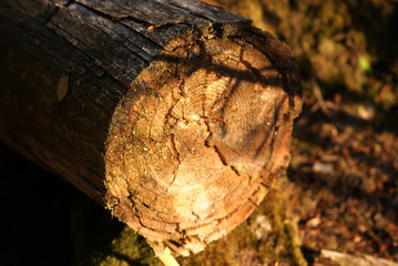 Holzstamm