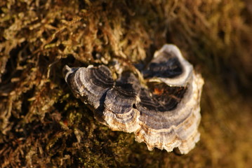 Pilz