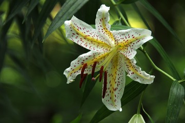 Kasaburanka'lilly of Smile