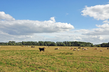 Fototapeta na wymiar Cattle grazing in a summertime meadow in the British countryside.