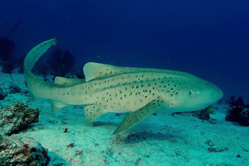 coral life underwater diving safari Caribbean Sea