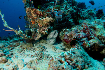 Plakat coral life underwater diving safari Caribbean Sea