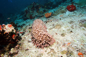 coral life underwater diving safari Caribbean Sea