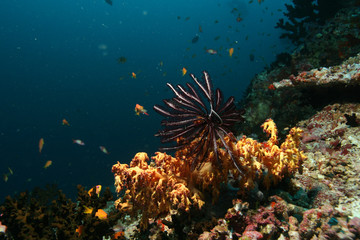 Fototapeta na wymiar coral life underwater diving safari Caribbean Sea