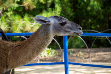 Lama guanaco (Lama guanicoe)