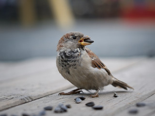 A Sparrow with a sunflower seed in its beak
