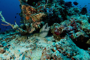 Naklejka na ściany i meble coral life underwater diving safari Caribbean Sea