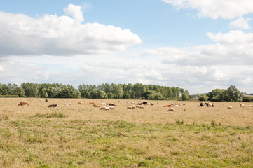 Fototapeta na wymiar Cattle grazing in a summertime meadow in the British countryside.