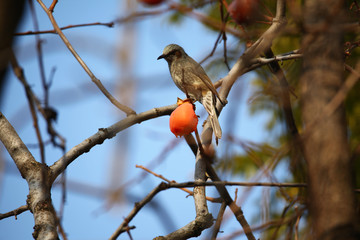 Obraz premium Persimmon and mountain doves