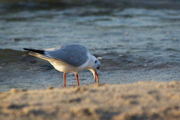 Seagull in the sea