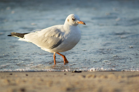 Seagull in the sea