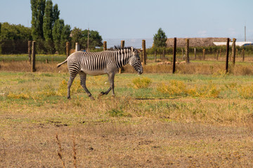 Fototapeta na wymiar Plains zebra (Equus quagga)
