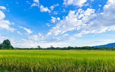 Rice field with blue sky, North of Thailand