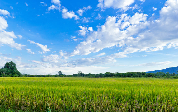 Rice field with blue sky, North of Thailand
