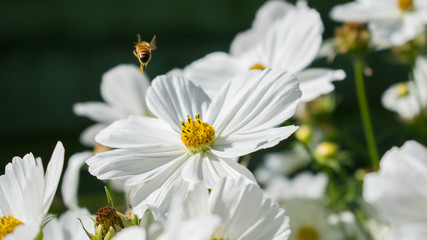 Obraz premium White flower and bee