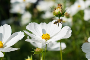 White flower and bee