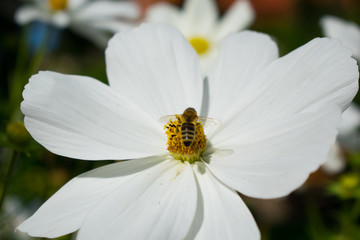 Fototapeta premium White flower and bee
