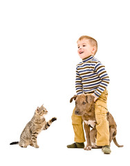 Happy kid playing with a puppy pitbull and cat Scottish Straight, isolated on white background
