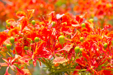 Flam-boyant, The Flame Tree, Royal Poinciana