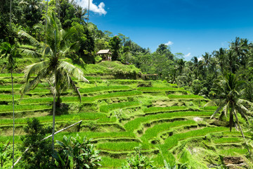 Fototapeta na wymiar Green cascade rice field plantation at Tegalalang terrace. Bali, Indonesia
