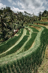 Green cascade rice field plantation at Tegalalang terrace. Bali, Indonesia