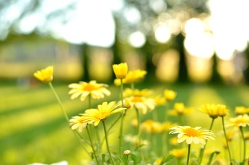 Yellow daisies in a summer garden in the sunset