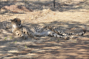 cheetah lying in the shade