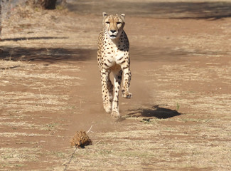 exercising and running a cheetah using a lure
