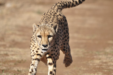 Running cheetah, exercising with a lure, close-up.