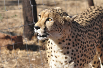 cheetah looking up with golden eyes