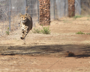 Running cheetah, exercising with a lure, going sideways.