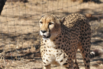 cheetah looking up after running