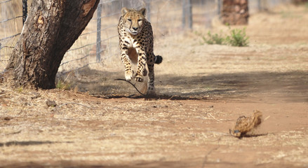 Running cheetah, exercising with a lure