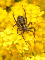 Big spider on yellow flowers