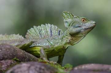 Male emerald basilisk close up