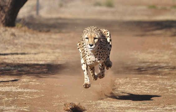 Running cheetah, exercising with a lure, completely airborne.