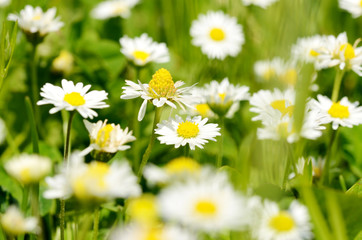 Obraz na płótnie Canvas Beautiful spring daisies
