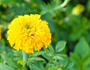 Marigold in the flower farm
