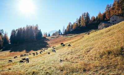 Fototapeta premium Val di Campo (CH) - Panoramica autunnale - Pecore al pascolo